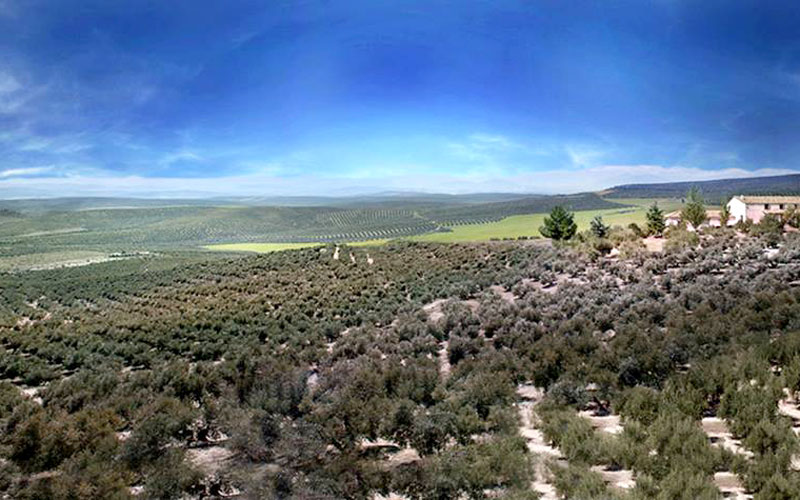 campo de olivos jaén