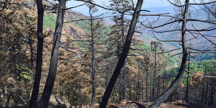 El Gobierno autoriza actuaciones de emergencia para mitigar el riesgo hidrológico de los terrenos afectados por el incendio forestal de Sierra Bermeja II 1 El Gobierno autoriza actuaciones de emergencia para mitigar el riesgo hidrológico de los terrenos afectados por el incendio forestal de Sierra Bermeja II