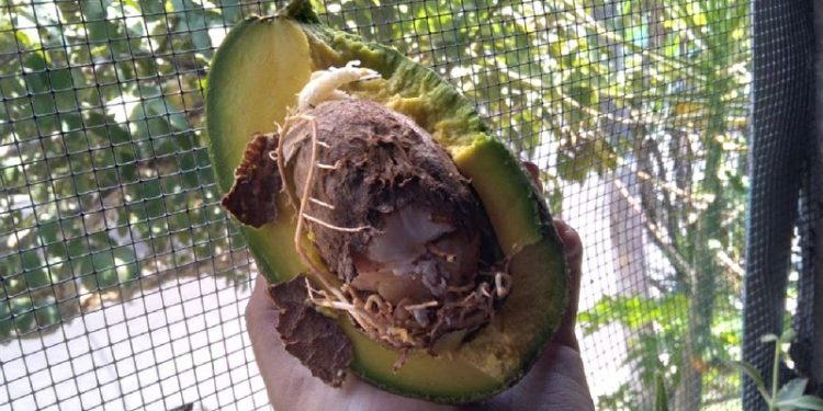 aguacate planta raices