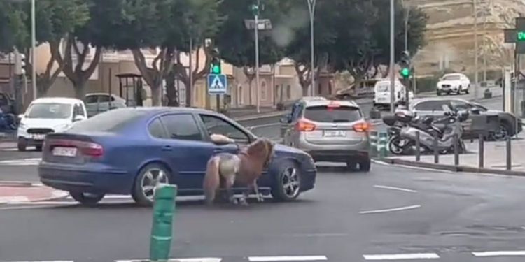 El Seprona identifica a la persona que paseaba a un poni atado a su coche en Almería