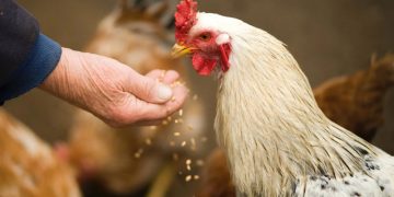 gripe aviar andalucia