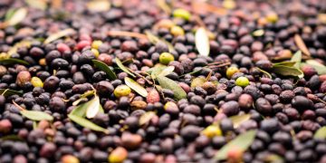 La UJA desarrolla un método para obtener biocombustible para vehículos del hueso de aceituna