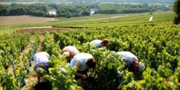 Unos 3.000 trabajadores y trabajadoras se desplazarán este año desde Granada a la vendimia francesa