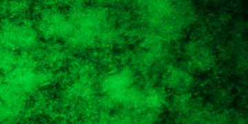 Biofilm Bacterias Microcospio