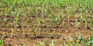 Fuentes Claras Bioenergy