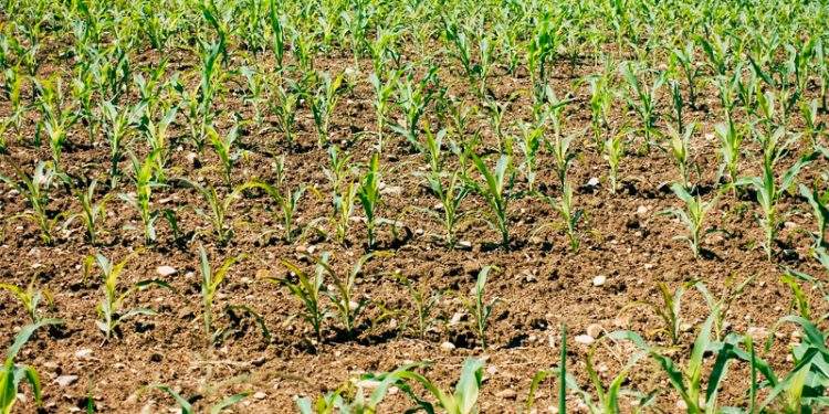 Fuentes Claras Bioenergy creará 12 puestos de trabajo en su nueva planta de biometano y biofertilizantes 1 Fuentes Claras Bioenergy