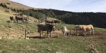 El Gobierno de Aragón destina 930.000 euros a la mejora de la sanidad y el bienestar animal a través de grupos de cooperación