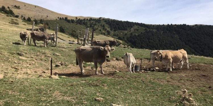 El Gobierno de Aragón destina 930.000 euros a la mejora de la sanidad y el bienestar animal a través de grupos de cooperación 1 El Gobierno de Aragón destina 930.000 euros a la mejora de la sanidad y el bienestar animal a través de grupos de cooperación