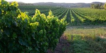 El Gobierno de Aragón convoca ayudas por 2,7 millones para la reestructuración y reconversión de viñedos