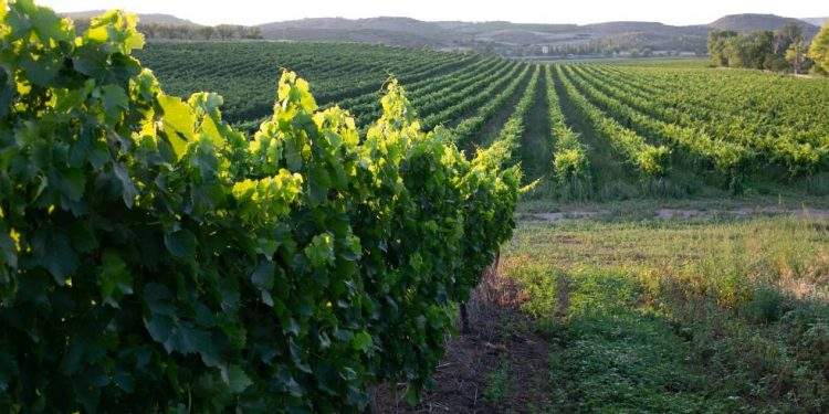 El Gobierno concede casi 400.000 euros a arroceros de La Albufera afectados por la DANA 1 El Gobierno de Aragón convoca ayudas por 2,7 millones para la reestructuración y reconversión de viñedos