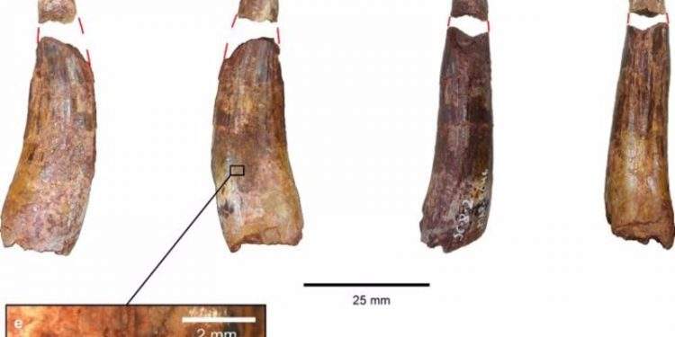 Teruel, clave en el descubrimiento de dos grupos de espinosáuridos 