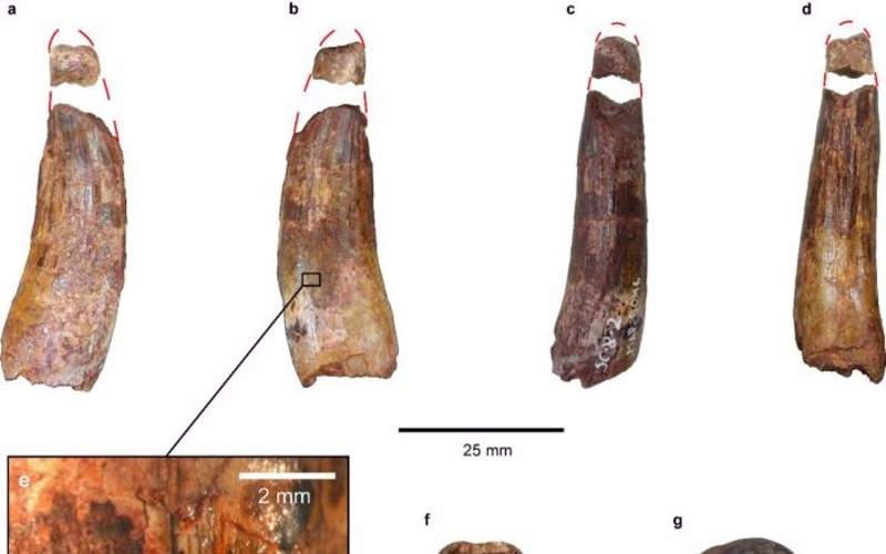 Teruel, clave en el descubrimiento de dos grupos de espinosáuridos 