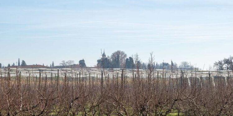 La DGA lanza convocatoria de subvenciones para seguros agrarios y planea aumenta