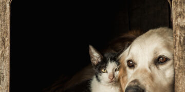 Refugios de animales devastados por lluvias torrenciales La naturaleza nos ha pu