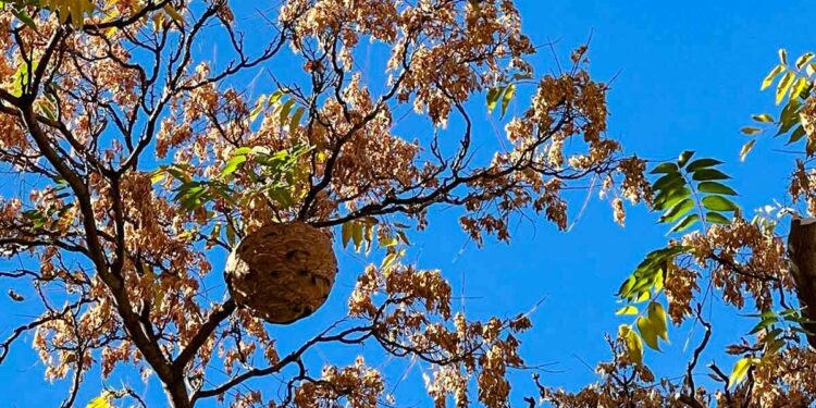 Retiro del nido de avispas asiaticas en Zaragoza Operacion nocturna y con precau