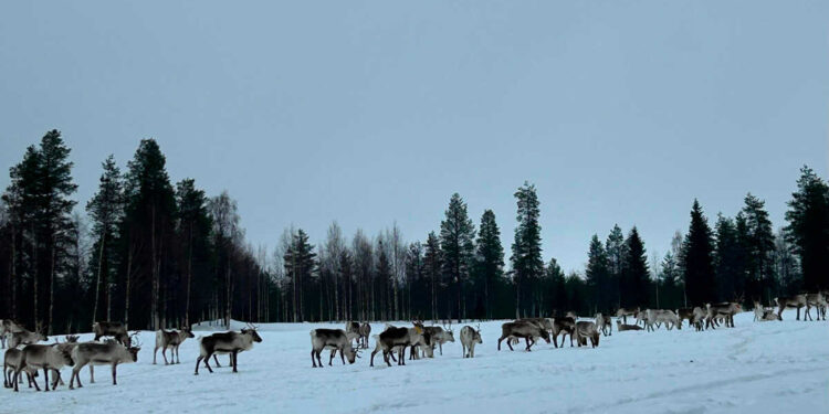 Seis vuelos especiales desde Zaragoza para el proximo macro puente