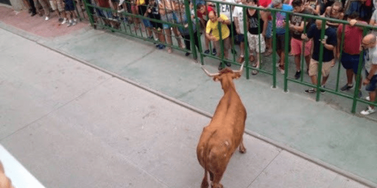 PACMA rechaza la vuelta de los toros a las calles de Zaragoza