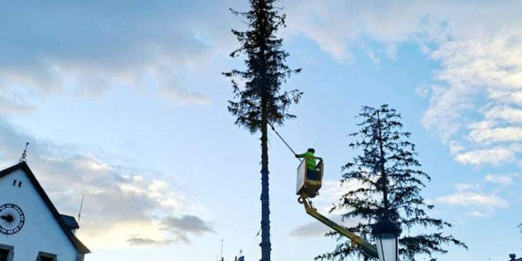 El PAR denuncia «la tala de los árboles en la plaza del Ayuntamiento de Biescas»
