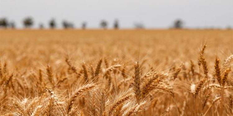 La sequía arruina 146.000 hectáreas de cereal en Aragón