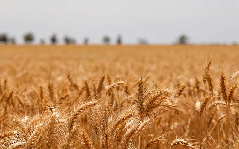 La sequía arruina 146.000 hectáreas de cereal en Aragón