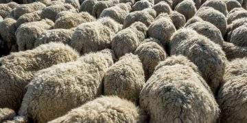 Aragón impulsa la revalorización de la lana y pide flexibilizar la normativa europea sobre subproductos animales