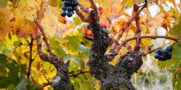 Zaragoza articulará dos nuevos proyectos: Festival Zaragoza Luce y la creación de la Capital Mundial de la Garnacha