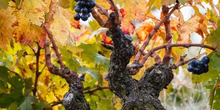 Zaragoza articulará dos nuevos proyectos: Festival Zaragoza Luce y la creación de la Capital Mundial de la Garnacha