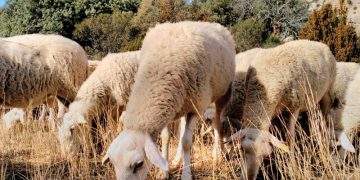 Gobierno de España y Gobierno de Aragón trabajan en el foco de Lengua Azul detectado en Montanuy