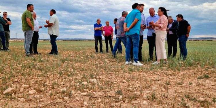 Agricultura delimita las comarcas agrarias afectadas por la sequía