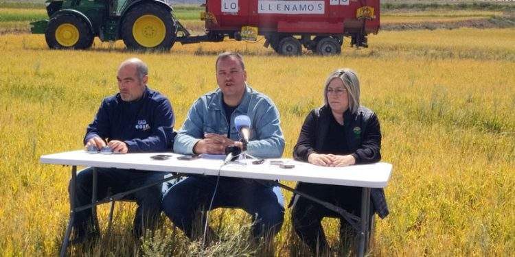 UPA y UAGA piden al Gobierno de Aragón ayudas directas para hacer frente a la sequía en el cultivo del cereal